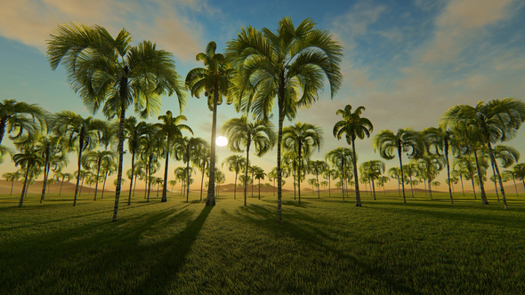 Movement Among Palm Trees and Sunset