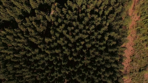 Forest Aerial View