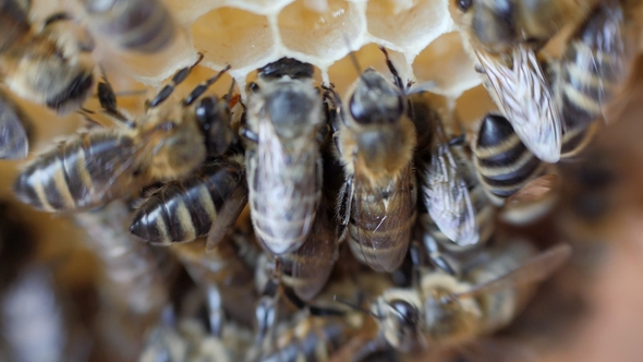 Working Bees Work Honeycomb with Honey alt