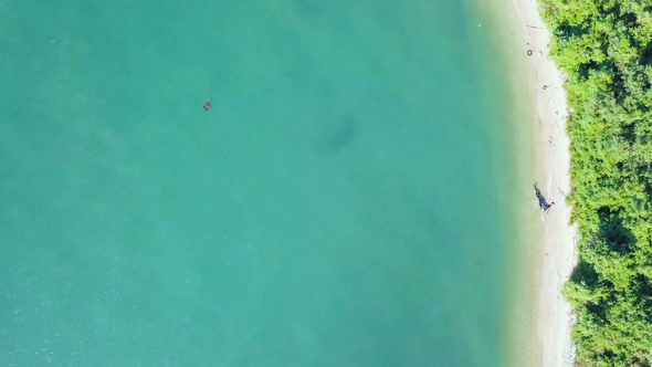 Tropical Coast Wild Forest