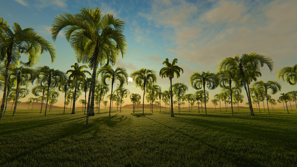 Movement Among Palm Trees and Sunset