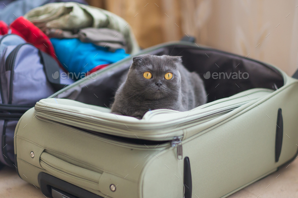 Cat sitting in the suitcase or bag and waiting for a trip. Travel with pets concept. Stock Photo by Satura_