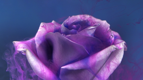 Colorful Drop Spreads on a Beautiful Rose alt