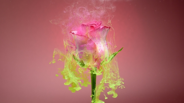 Pink and Yellow Drops Falling on a Beautiful Rose Against Pink Background. alt