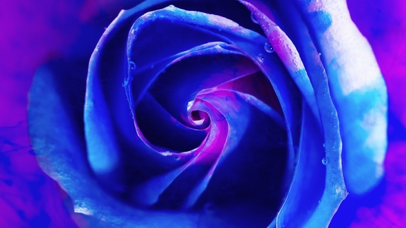 Top View of a Beautiful Rose in Spreading Paint. alt