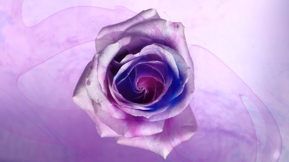 Top View of the Colorful Spreading Paint on a Beautiful Spinning Flower. alt