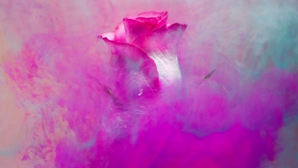 Colorful Drop Falling on a Beautiful Rose. alt