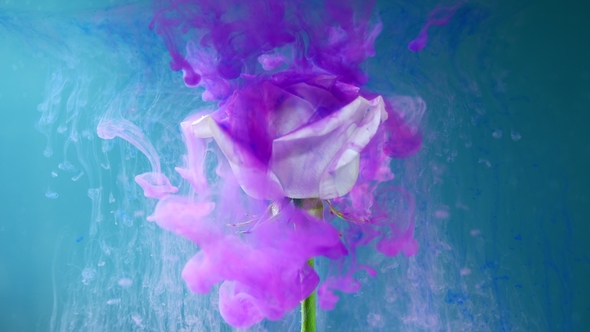 Colorful Drops Falling on a Beautiful Rose Against Blue Background. alt