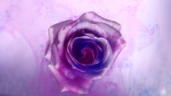 Top View of the Colorful Spreading Paint on a Beautiful Spinning Flower. alt