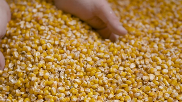 Corn Grains in Farmer Hands. alt