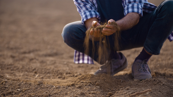 Hands Examining Soil in Agricultural Field alt