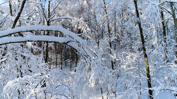 Snowy Branches in Forest. Winter Fairy Background alt