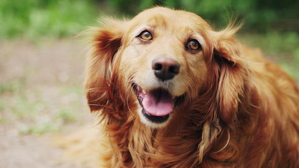 The Cocker Spaniel Looking at the Camera Outdoors alt