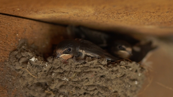 The Bird Family Sits in a Nest Under a Roof