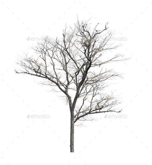 Tree Without Leaves Drawing | Clipart Panda - Free Clipart Images