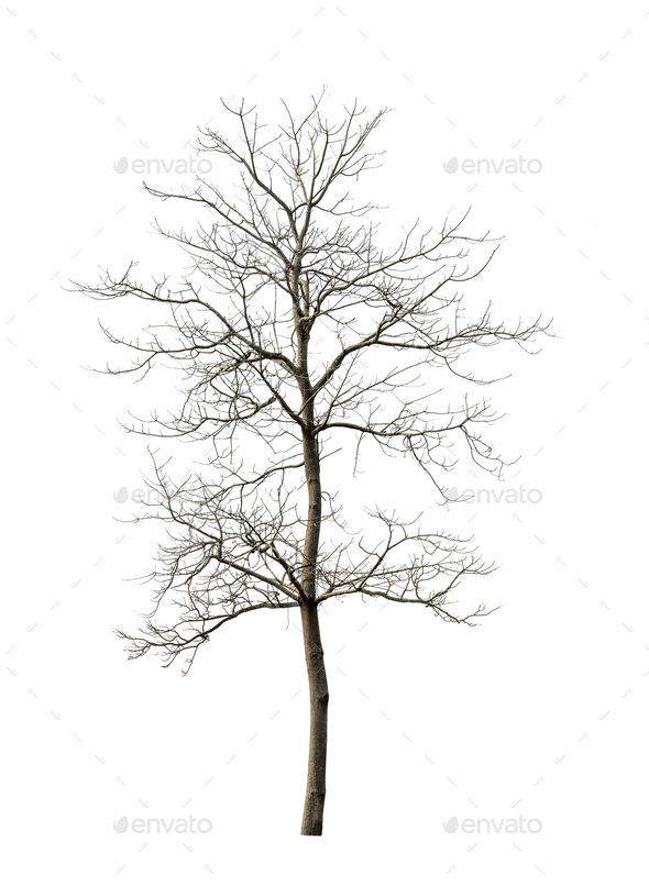 dead tree on white background Stock Photo by sommai | PhotoDune