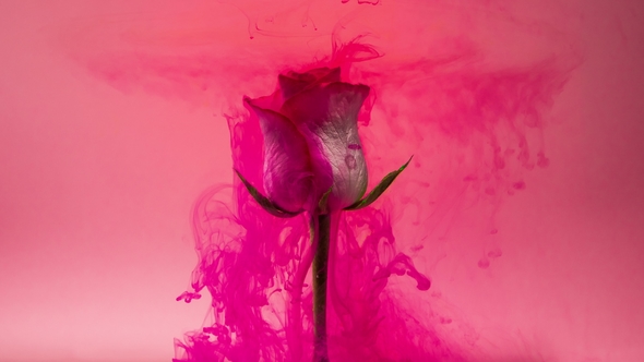 Colorful Drops Falling on a Beautiful White Rose Against Pink Background alt