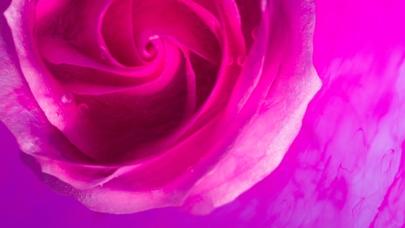 Top View of a Beautiful Rose in Spreading Paint alt