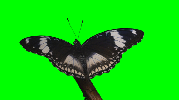 Butterfly Hypolimnus Bolina