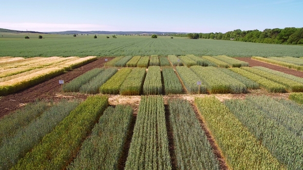 Flying Over the Field of Plots for Crop Research alt