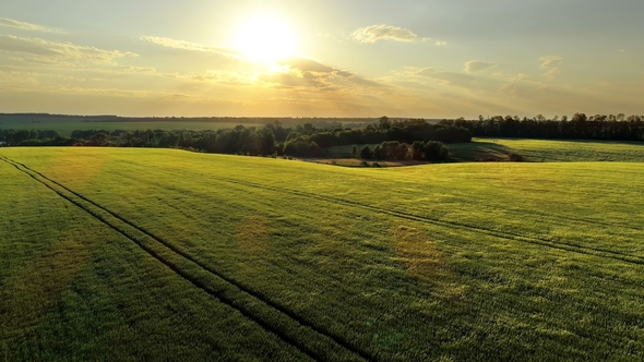 Wheat Field Aerial alt