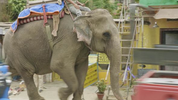 Elephant Goes on the Street in the City of Nepal. Chitwat National Park alt