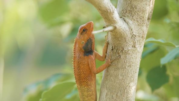 Orange Lizard on the Tree Finds Insects To Eat, National Park Chitwan in Nepal alt