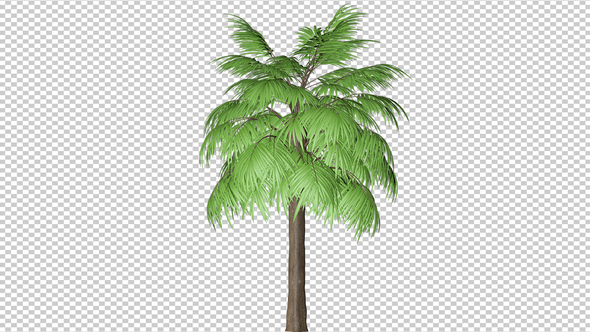Palm Tree