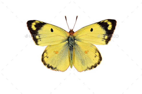 Butterfly deals white background