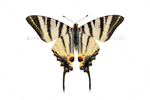 Scarce swallowtail butterfly, isolated on white background