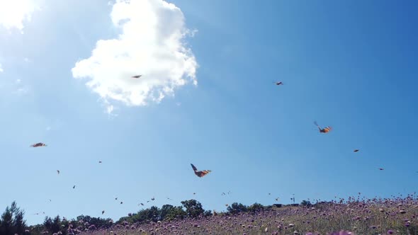 Lots of Butterflies in SLOW MOTION Over a Field Against Beautiful Blue Sky. Camera Moves Among alt
