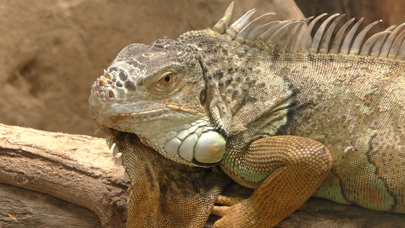 Iguana alt
