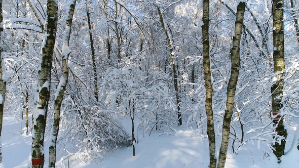 Snowy Branches in Forest. Winter Fairy Background alt