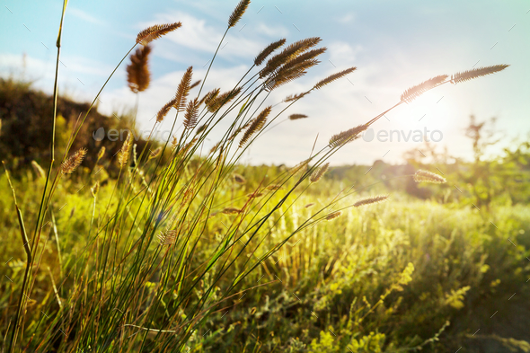 Sunny meadow - Stock Photo - Images