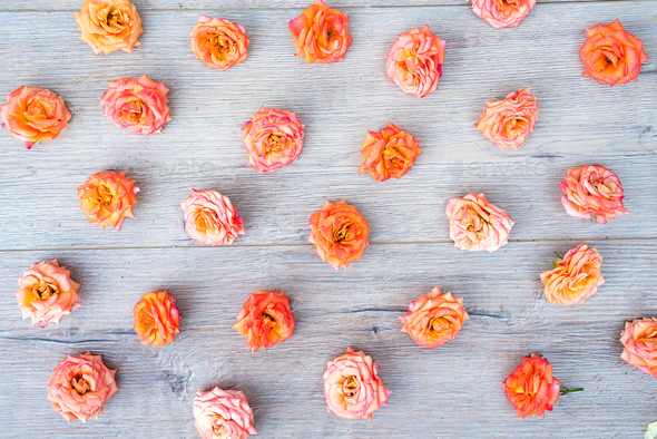 Roses and petals background. Roses and petals scattered on wooden gray background, overhead view - Stock Photo - Images