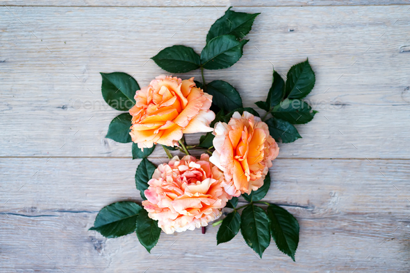 peach rose flowers arrangement isolated on wooden gray background - Stock Photo - Images