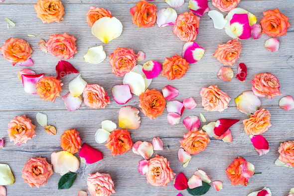 Roses and petals background. Roses and petals scattered on wooden gray background, overhead view - Stock Photo - Images