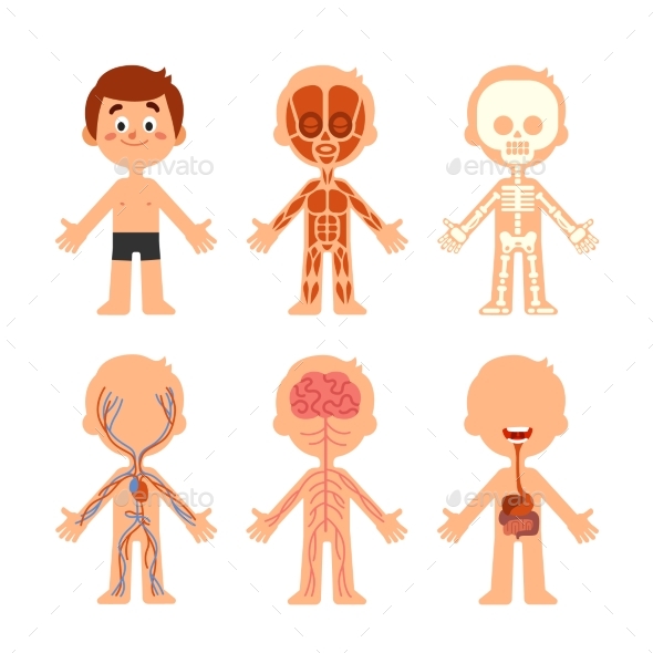 Cartoon Boy Body Anatomy - Health/Medicine Conceptual