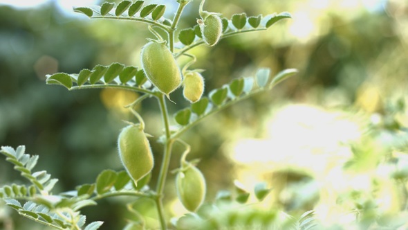 Growing Green Chickpeas in Husks alt