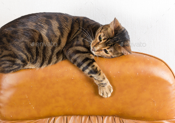 Cat lies on back of scratched leather armchair. Scratched leathe Stock Photo by Nataliia_Pyzhova