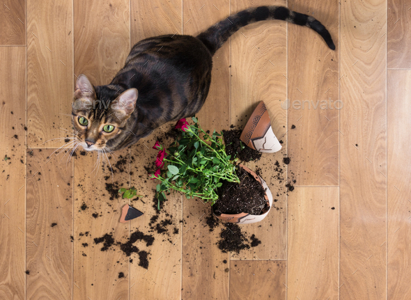 Domestic cat breed toyger dropped and broke flower pot with red Stock Photo by Nataliia_Pyzhova