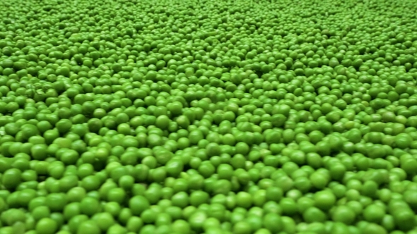 Plant for the Production of Canned Vegetables. Green Peas on the Conveyor alt
