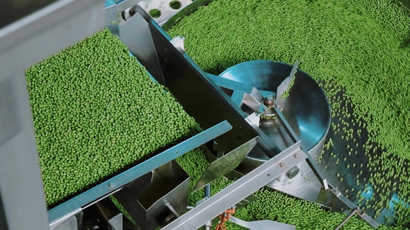 Plant for the Production of Canned Vegetables Green Peas on the Conveyor alt