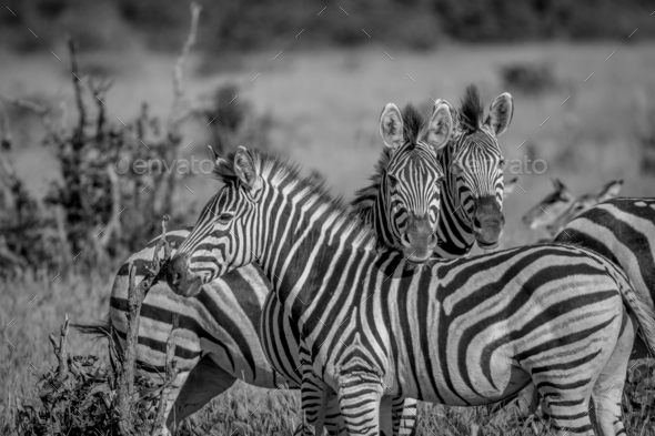 Two Zebras starring at the camera. - Stock Photo - Images