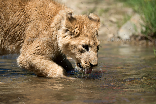 Young lion cub drink water Stock Photo by byrdyak | PhotoDune