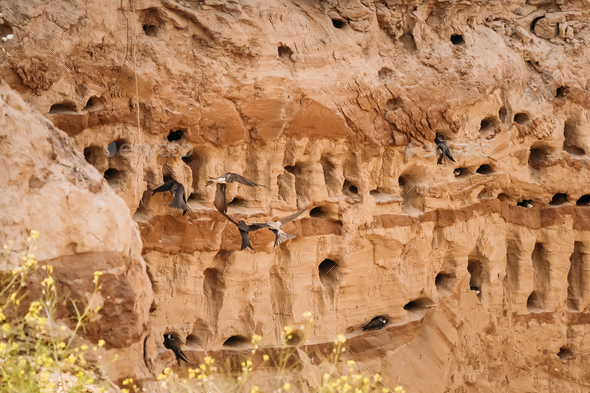 European Sand Martin Active Breeding Colony Near Burrows In Sand - Stock Photo - Images