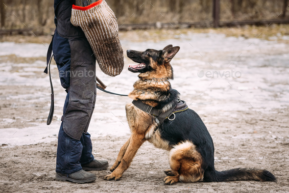 German Shepherd Dog Training. Alsatian Wolf Dog. Deutscher, Dog. Stock Photo by Grigory_bruev