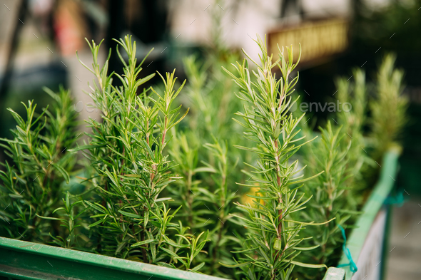 Leaves Of Green Rosemary. Perennial Herb With Fragrant, Evergree - Stock Photo - Images