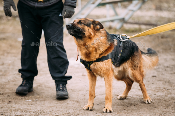 Angry German Shepherd Dog On Training. Alsatian Wolf Dog Stock Photo by Grigory_bruev
