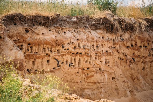 European Sand Martin Active Breeding Colony Near Burrows In Sand Stock Photo by Grigory_bruev